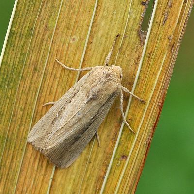 Leucania obsoleta ???
